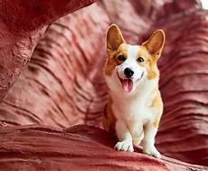 正宗柯基犬多少钱一只