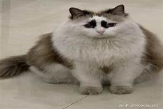 养布偶猫好吗