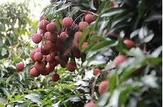 水晶球荔枝